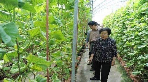 莱州网红事件吃瓜是真的吗,吃瓜群众真相揭秘 第3张 莱州网红事件吃瓜是真的吗,吃瓜群众真相揭秘 第3张