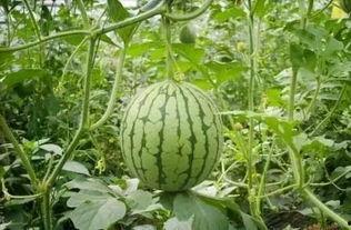 林州临期网红吃瓜,揭秘临期食品背后的秘密  第2张