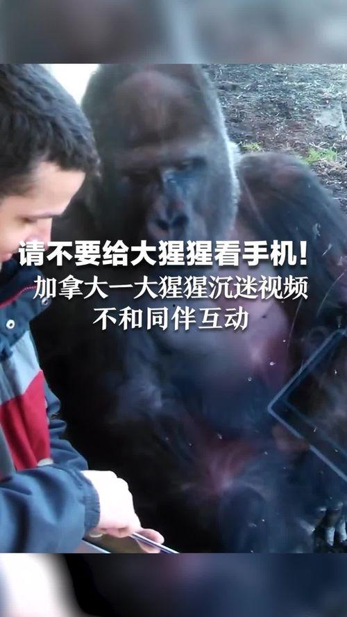 猴哥亲戚爆料视频播放,揭秘猴哥家族背后的惊人秘密  第3张