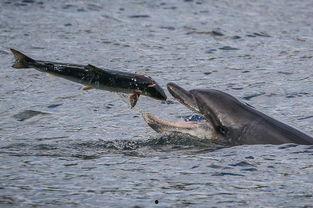 《捕食》在线观看,生存法则下的惊心动魄对决