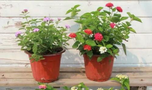 沙头最近爆料新闻视频,视频揭露惊人内幕，真相令人震惊  第3张