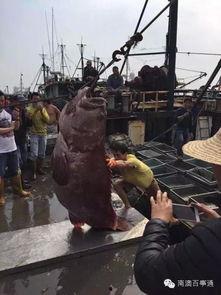 台湾渔民爆料石斑鱼视频,石斑鱼生存现状引发关注  第2张