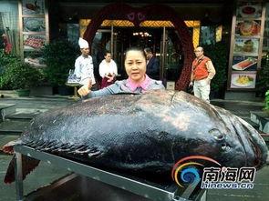 台湾渔民爆料石斑鱼视频,石斑鱼生存现状引发关注  第3张