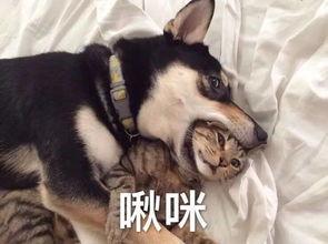 大哥爆料二哈视频大全下载