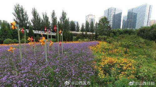 太原花海爆料最新消息,春意盎然，花海盛宴即将开启  第2张