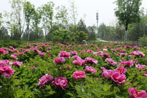 太原花海爆料最新消息,春意盎然，花海盛宴即将开启  第3张