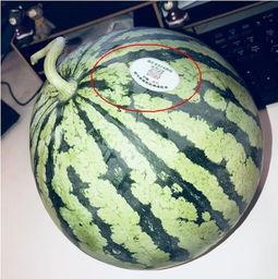 吃瓜网红图,娱乐圈幕后真相大曝光