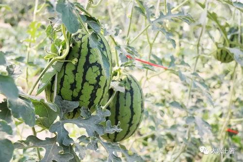 吃瓜网红图,娱乐圈幕后真相大曝光 第2张 吃瓜网红图,娱乐圈幕后真相大曝光 第2张