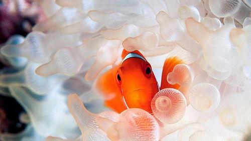 小丑鱼返场爆料视频下载,揭秘幕后制作过程与精彩瞬间