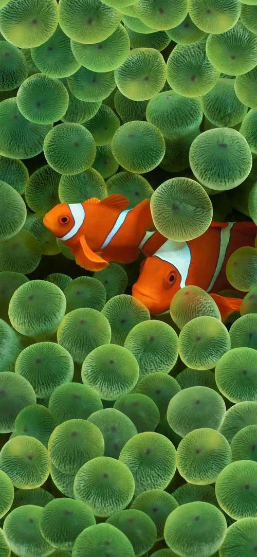 小丑鱼返场爆料视频下载,揭秘幕后制作过程与精彩瞬间  第2张