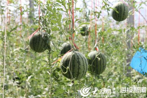 漳浦吃瓜最新事件爆料视频,揭秘背后惊人真相！  第3张