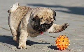 巴哥最新爆料视频,揭秘娱乐圈惊人内幕！