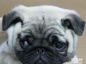 巴哥最新爆料视频,揭秘娱乐圈惊人内幕！  第2张