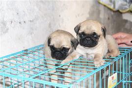 巴哥最新爆料视频,揭秘娱乐圈惊人内幕！  第3张