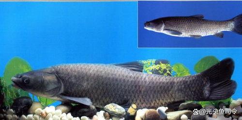 青鱼视频国产在线,国产在线影视盛宴，尽享视听盛宴